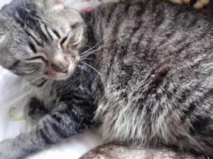 Gato raça Srd idade 2 anos nome Raja Linda 