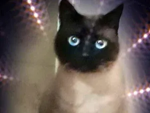 Gato raça Siamês  idade 1 ano nome Nick siamês lindo 