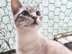 Gato raça Srd idade 2 a 6 meses nome Biscoito bebê 