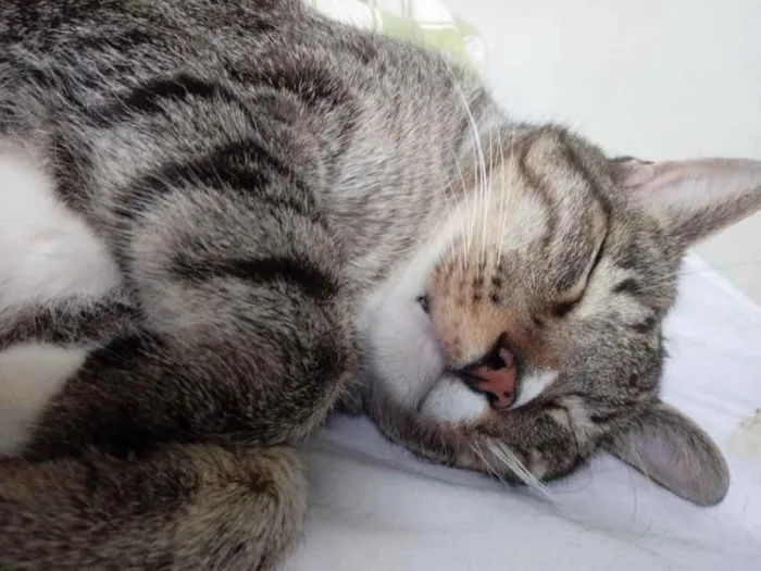 Gato raça Srd idade 2 anos nome Tigue lindo 