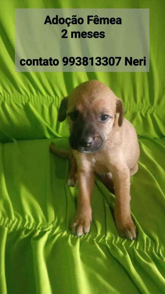 Cachorro raça SRD idade 2 a 6 meses nome Filhotes