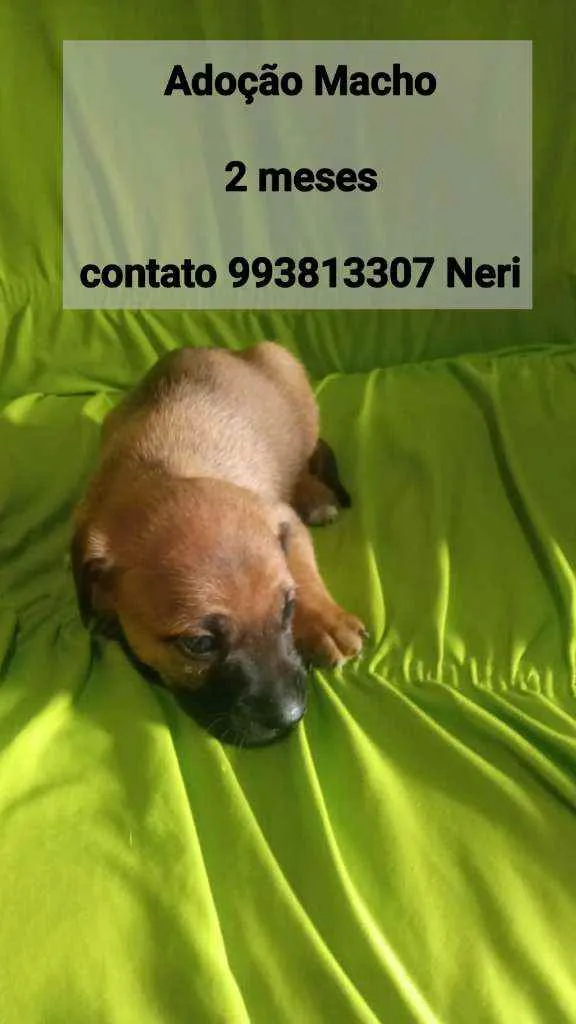 Cachorro raça SRD idade 2 a 6 meses nome Filhotes
