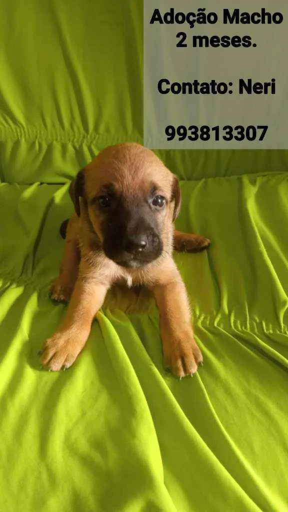 Cachorro raça SRD idade 2 a 6 meses nome Filhotes