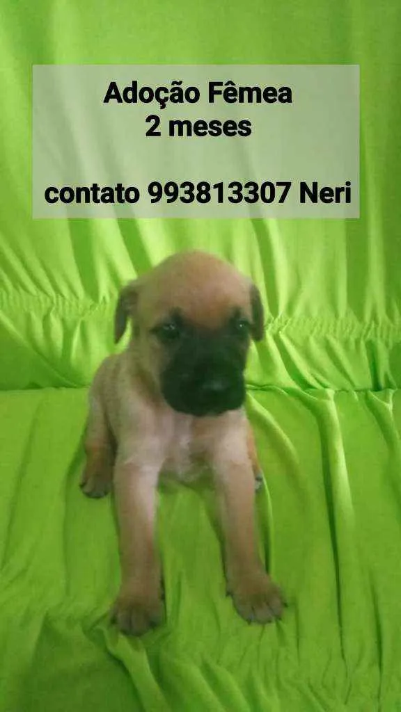 Cachorro raça SRD idade 2 a 6 meses nome Filhotes