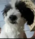 Princesa
