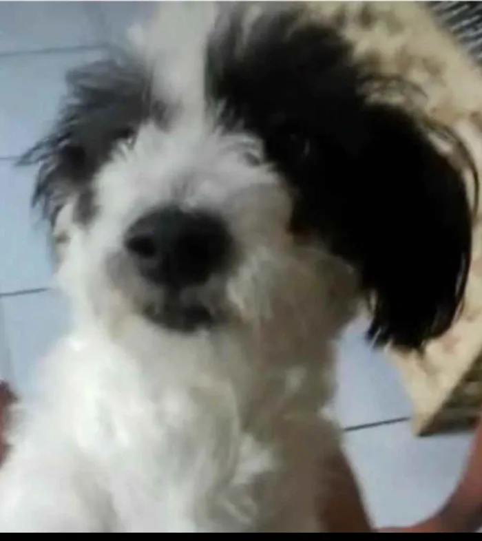 Cachorro ra a Mix de poodle idade 2 anos nome Princesa
