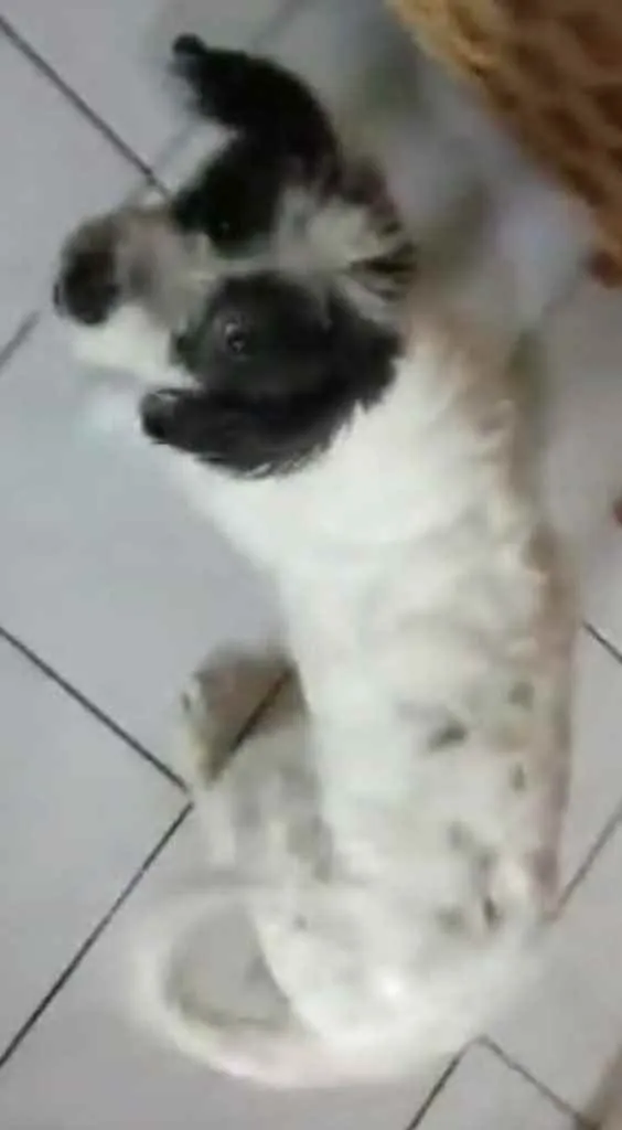 Cachorro ra a Mix de poodle idade 2 anos nome Princesa