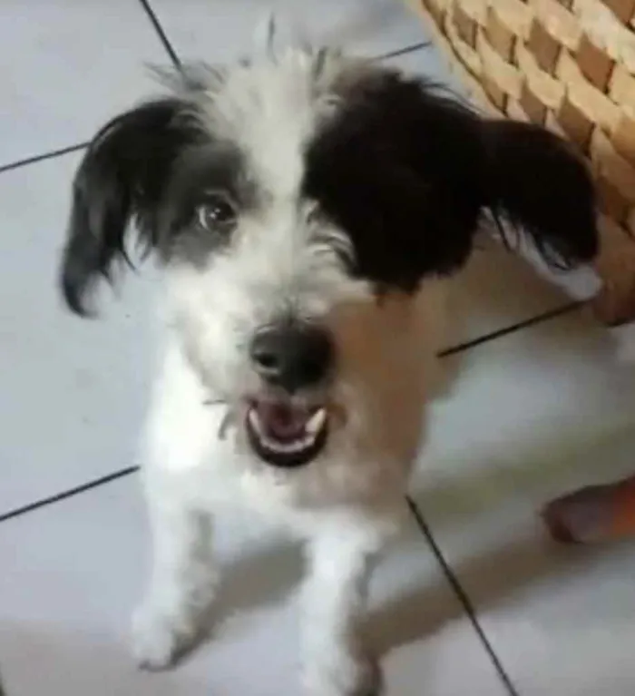 Cachorro ra a Mix de poodle idade 2 anos nome Princesa