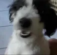 Princesa