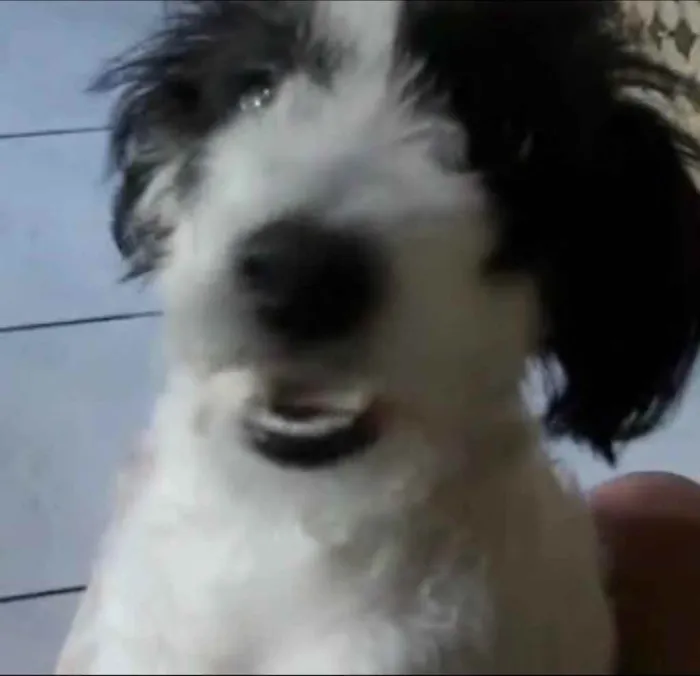 Cachorro ra a Mix de poodle idade 2 anos nome Princesa