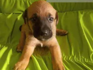 Cachorro raça SRD idade 2 a 6 meses nome Filhotes