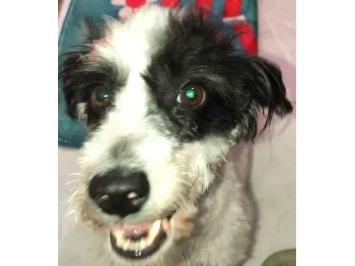 Cachorro ra a Mix de poodle idade 2 anos nome Princesa