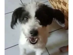 Cachorro raça Mix de poodle idade 2 anos nome Princesa