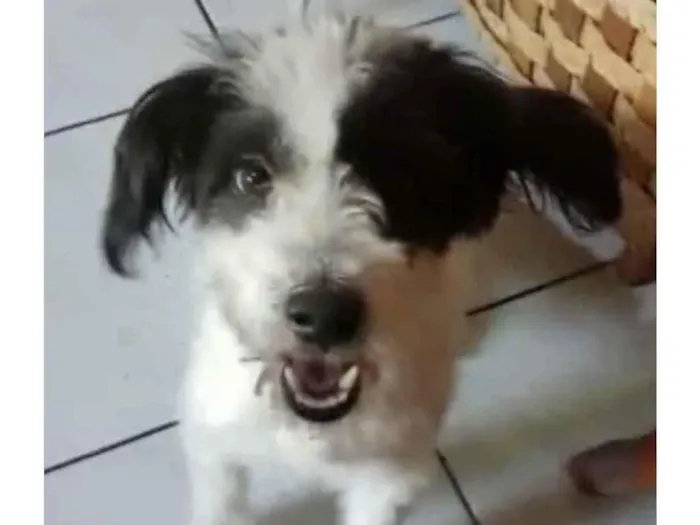 Cachorro ra a Mix de poodle idade 2 anos nome Princesa