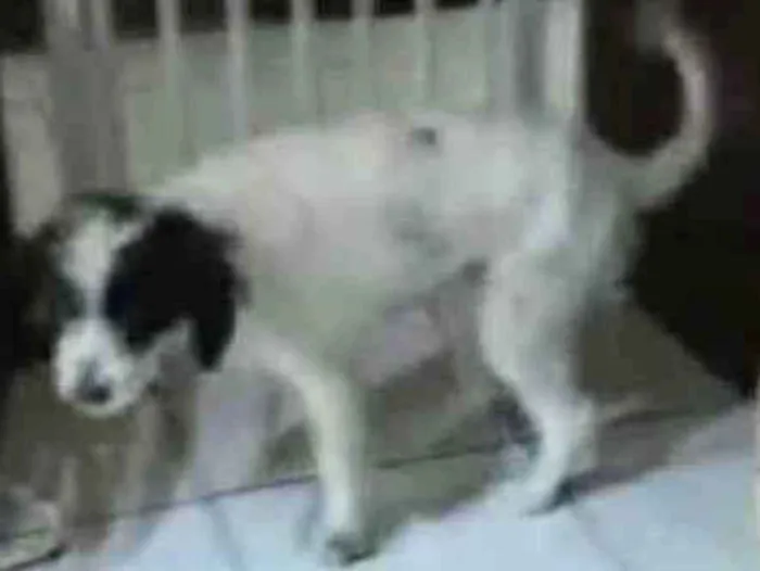 Cachorro ra a Mix de poodle idade 2 anos nome Princesa