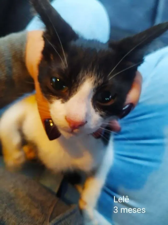 Gato ra a SRD-ViraLata idade 2 a 6 meses nome Lele