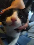 Lele