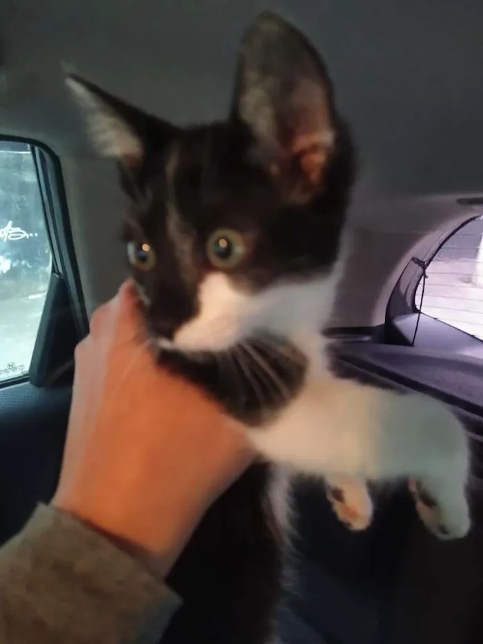 Gato ra a SRD-ViraLata idade 2 a 6 meses nome Lili