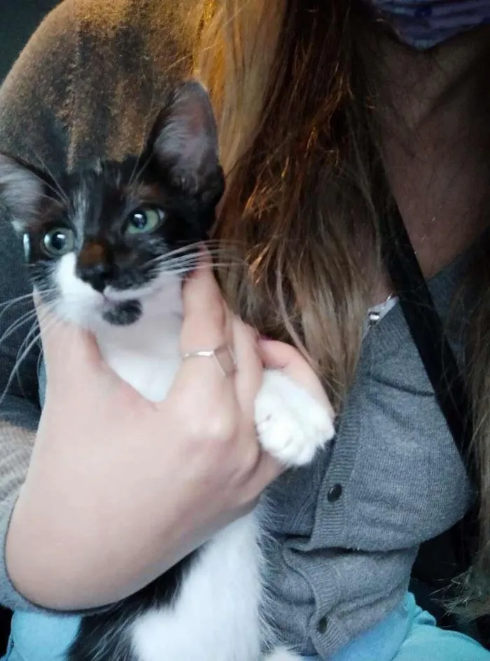 Gato ra a SRD-ViraLata idade 2 a 6 meses nome Lili