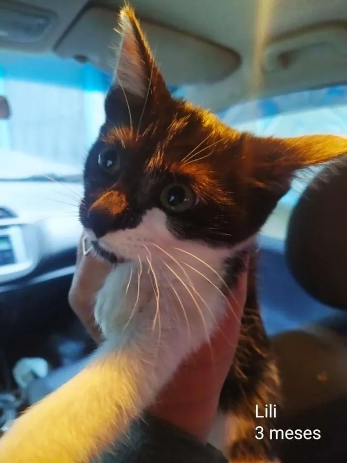 Gato ra a SRD-ViraLata idade 2 a 6 meses nome Lili