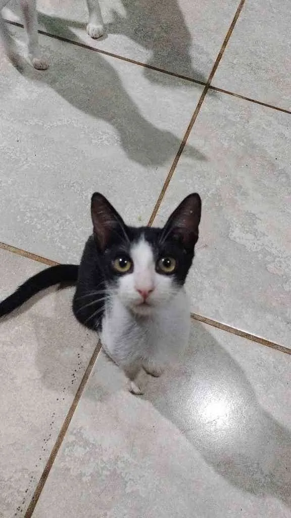 Gato ra a  idade 2 a 6 meses nome Pretinhas branquinha