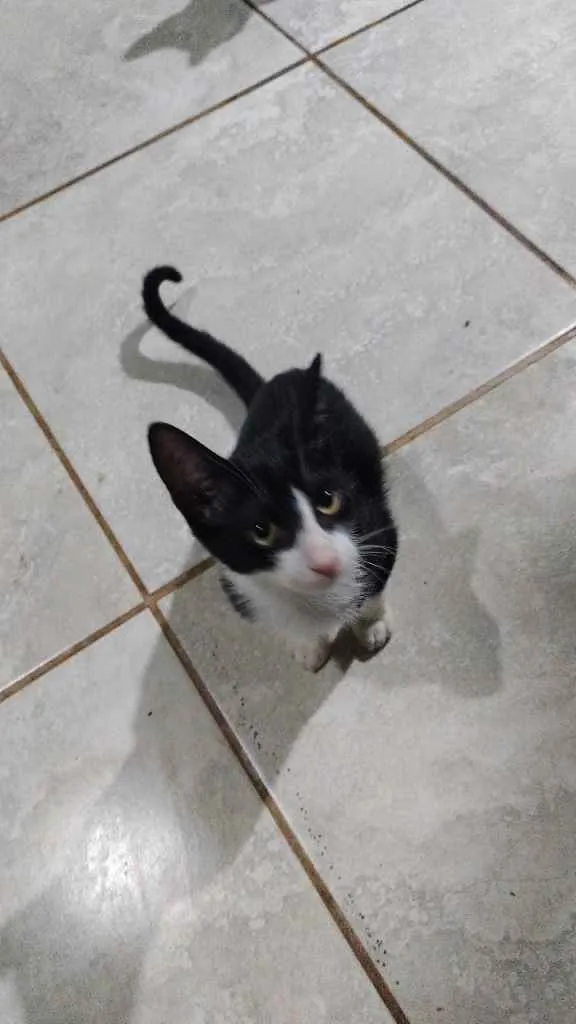 Gato ra a  idade 2 a 6 meses nome Pretinhas branquinha