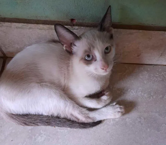 Gato ra a  idade 2 a 6 meses nome Pretinhas branquinha