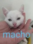 filhotes