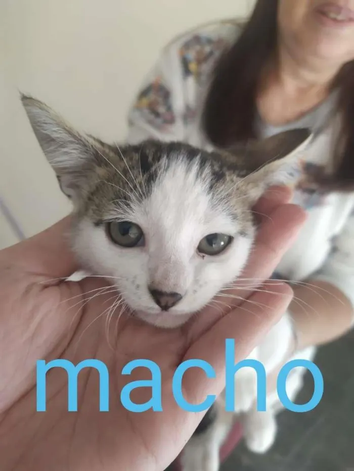 Gato ra a SRD-ViraLata idade Abaixo de 2 meses nome filhotes