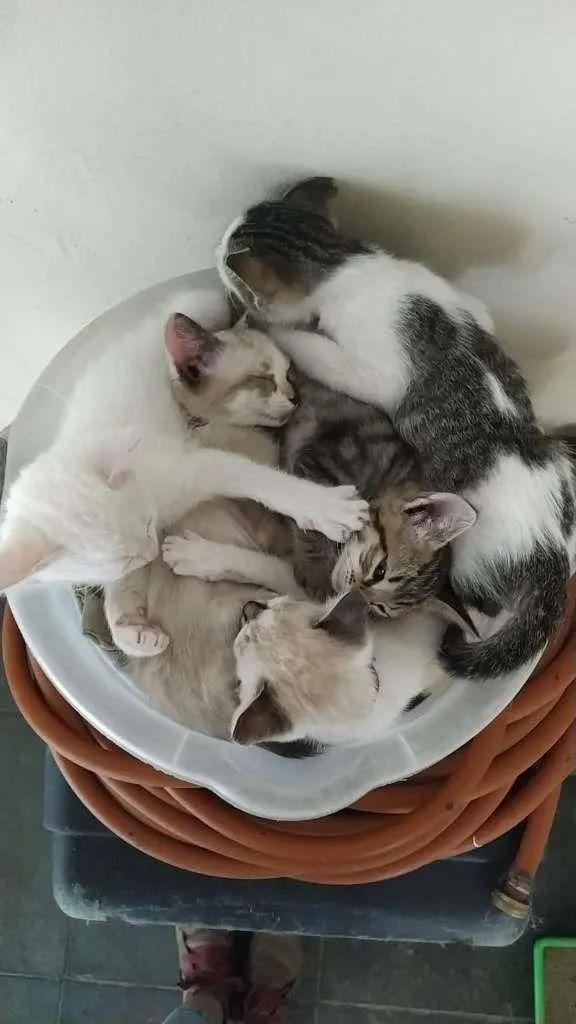 Gato ra a SRD-ViraLata idade Abaixo de 2 meses nome filhotes