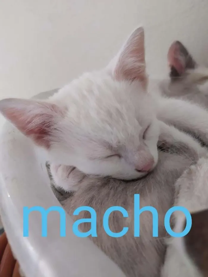 Gato ra a SRD-ViraLata idade Abaixo de 2 meses nome filhotes