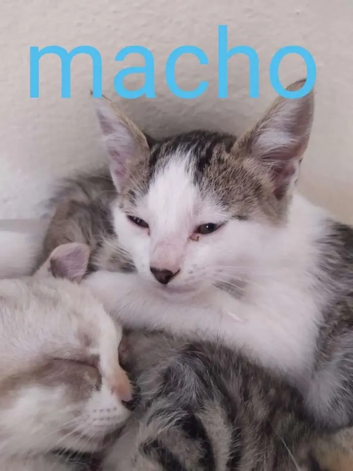 Gato ra a SRD-ViraLata idade Abaixo de 2 meses nome filhotes