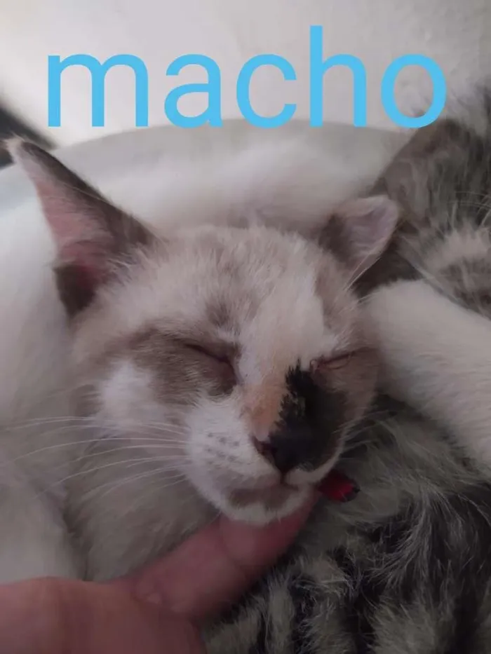 Gato ra a SRD-ViraLata idade Abaixo de 2 meses nome filhotes