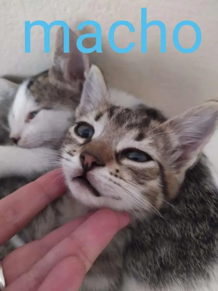 Gato ra a SRD-ViraLata idade Abaixo de 2 meses nome filhotes