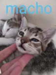 filhotes