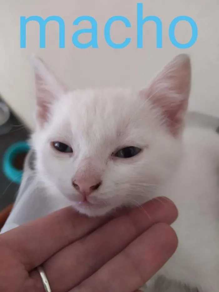 Gato ra a SRD-ViraLata idade Abaixo de 2 meses nome filhotes