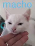 filhotes