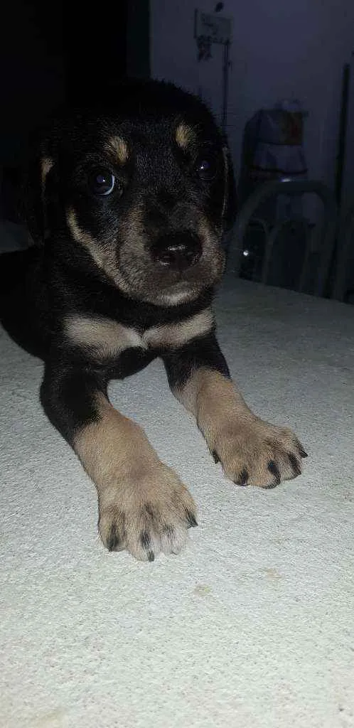Cachorro raça  idade Abaixo de 2 meses nome Lolla e juju 