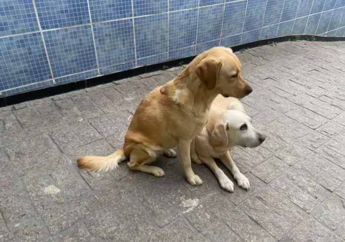 Cachorro ra a Labrador idade 2 anos nome Laika e Nikita