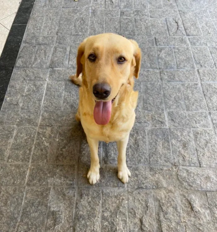 Cachorro ra a Labrador idade 2 anos nome Laika e Nikita