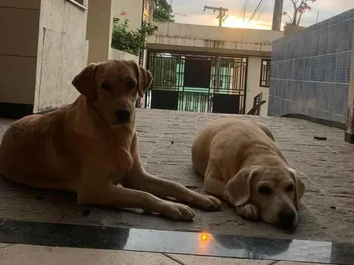 Cachorro ra a Labrador idade 2 anos nome Laika e Nikita