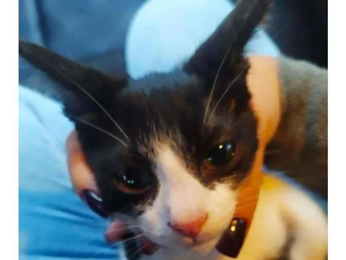 Gato ra a SRD-ViraLata idade 2 a 6 meses nome Lele