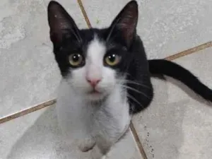 Gato raça  idade 2 a 6 meses nome Pretinhas branquinha