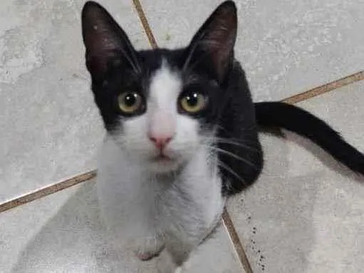 Gato ra a  idade 2 a 6 meses nome Pretinhas branquinha