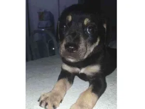 Cachorro raça  idade Abaixo de 2 meses nome Lolla e juju 