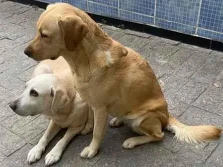 Cachorro ra a Labrador idade 2 anos nome Laika e Nikita