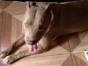 Cachorro raça Pitbull  idade 3 anos nome Zeus