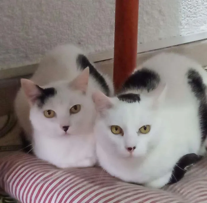 Gato ra a  idade 5 anos nome Tica & Teca ÓRFÃS