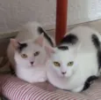 Tica & Teca ÓRFÃS
