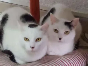 Gato raça  idade 5 anos nome Tica & Teca ÓRFÃS